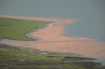 Shoreline L Nakuru