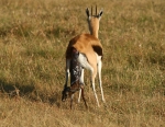 Thomsons Gazelle