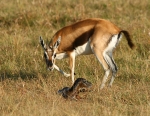 Thomsons Gazelle