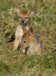 Black Backed Jackals