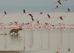 Spotted Hyena & flamingoes