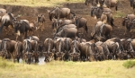 Wildebeest