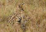 Serval
