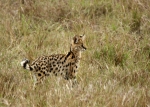 Serval