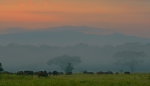 Dawn breaks over buffalo herd