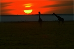 Giraffes and Mara sunset