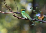 Green Bee eater