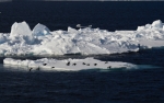 Little auks and ice floe