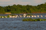 Sandbank.Pelicans and Jabiru on R Paraguay