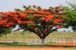Flame trees by roadside