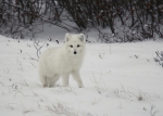 Arctic Fox
