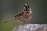 Ruffous Collared Sparrow