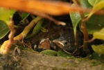 Ruffous Collared Sparrow chicks