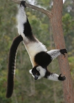 Black and White Ruffed lemur