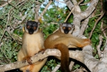 Brown lemurs