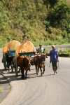 Traditional Malagassy bullock carts