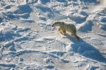 Polar Bear from the air