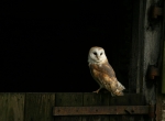 Barn Owl