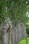 Eagle Owl in trees