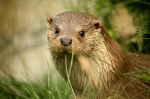 Otter