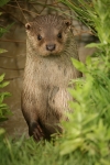 Otter 2