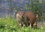 Otter on bank