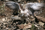 Peregrine Falcon