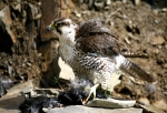 Peregine Falcon on kill