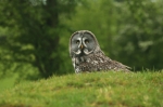 Short Eared Owl