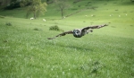 Short Eared Owl in flight