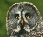 Short Eared Owl c-up