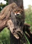 Wild Cat