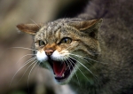 Wild Cat spitting