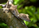 Eroplatus