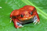 Tomato Frog