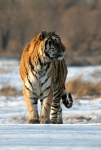 Siberian Tiger posing