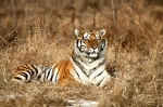 iberian Tiger early morning