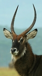 Defassa Waterbuck