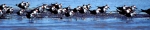 Black Skimmers Costa Rica