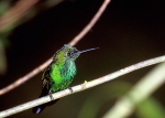 Hummingbird 2 Costa Rica