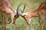 Male Impala Sparring Kruger Pa