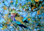 Lilac Breasted Roller Botswana