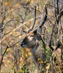 Waterbuck Kruger Park