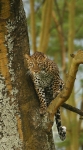 Leopard in fork of tree Lake N