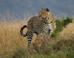 Leopard Zawadi & cubs