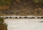 Wildebeest crossing the Mara R