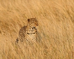 Zawadi early morning sun