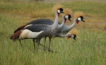 Crowned cranes