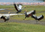 Crowned cranes