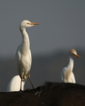 Cattle Egret